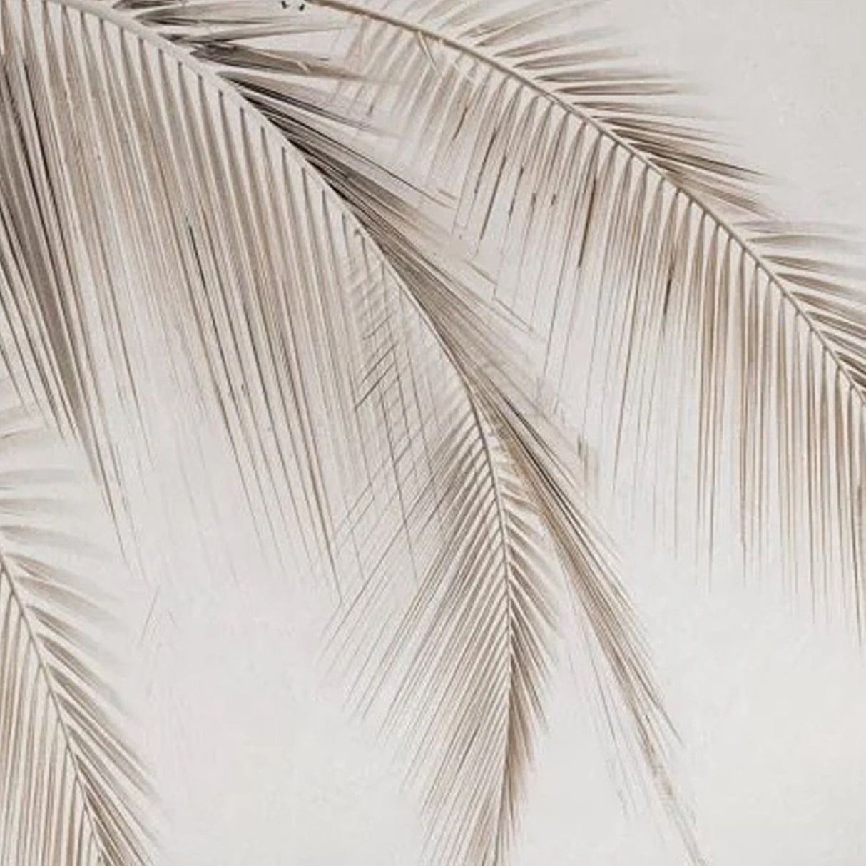 Papel pintado con suaves sombras de palmeras: mural tropical minimalista para interiores serenos
